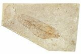 Fossil Fern (Lygodium) - France #254302-1